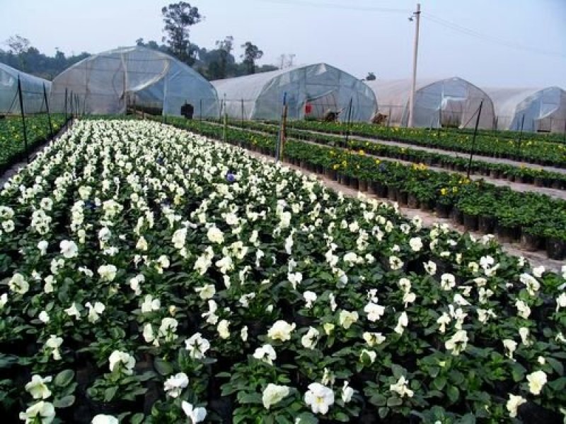 厂家生产各种花卉，养殖钢架大棚