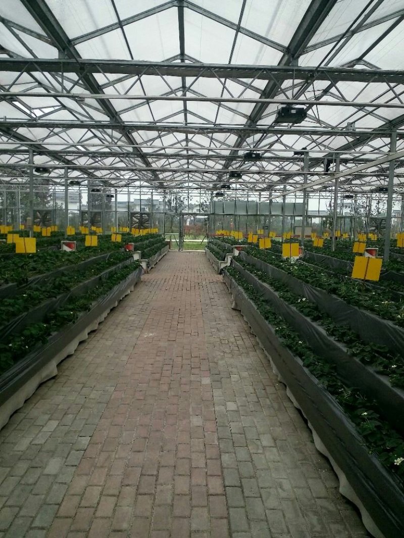 厂家生产各种花卉，养殖钢架大棚