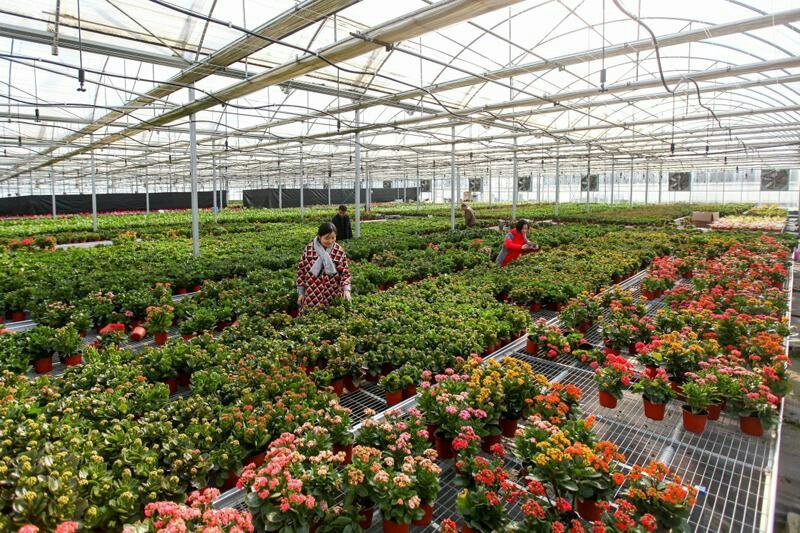 厂家生产各种花卉，养殖钢架大棚