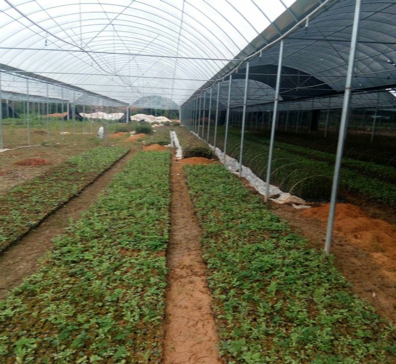 厂家生产各种花卉，养殖钢架大棚