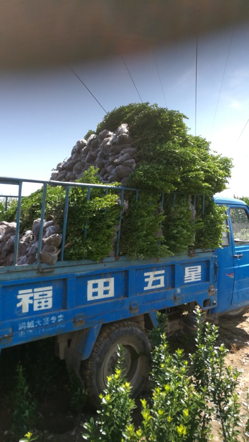 小叶黄杨