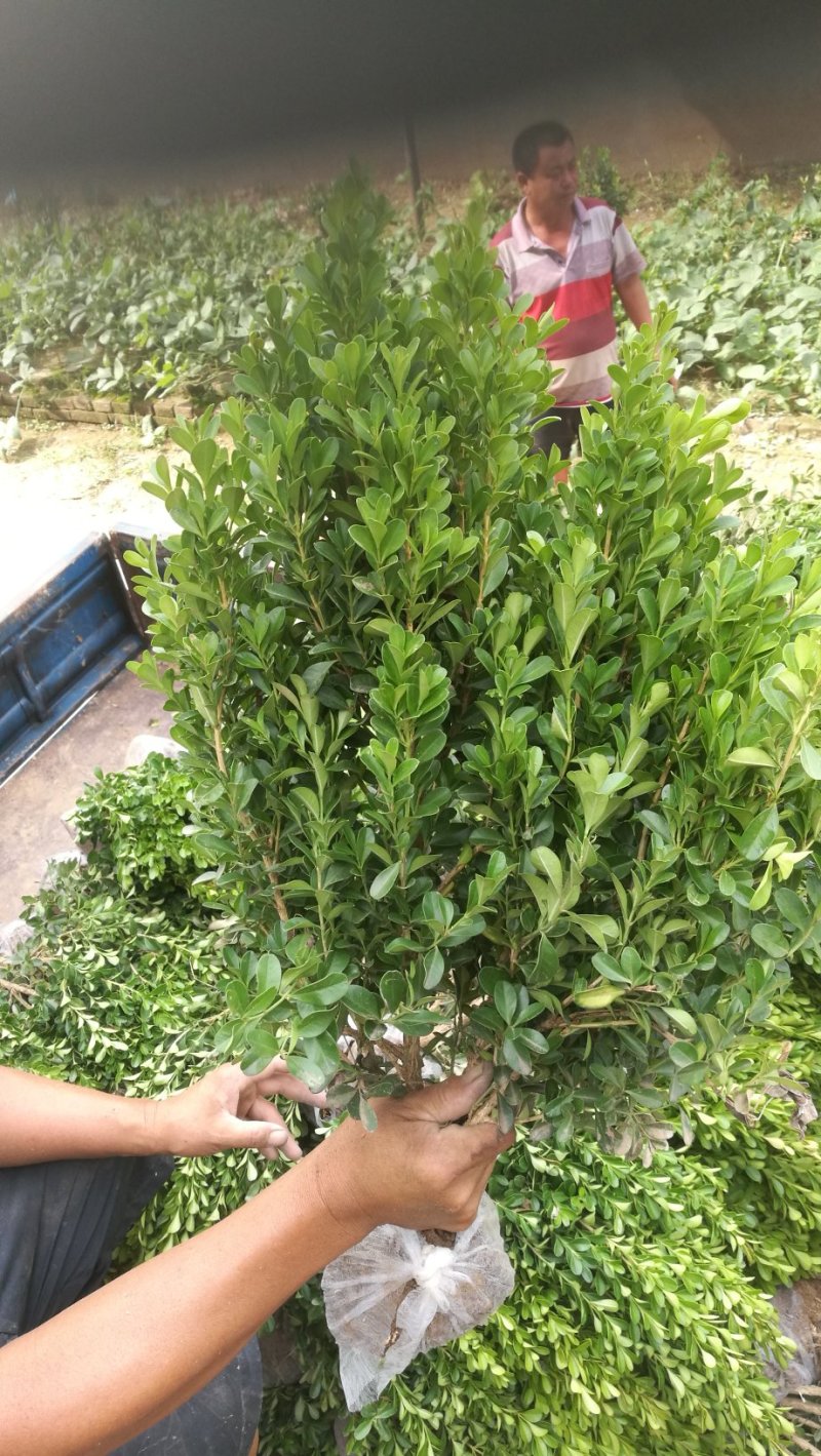 小叶黄杨