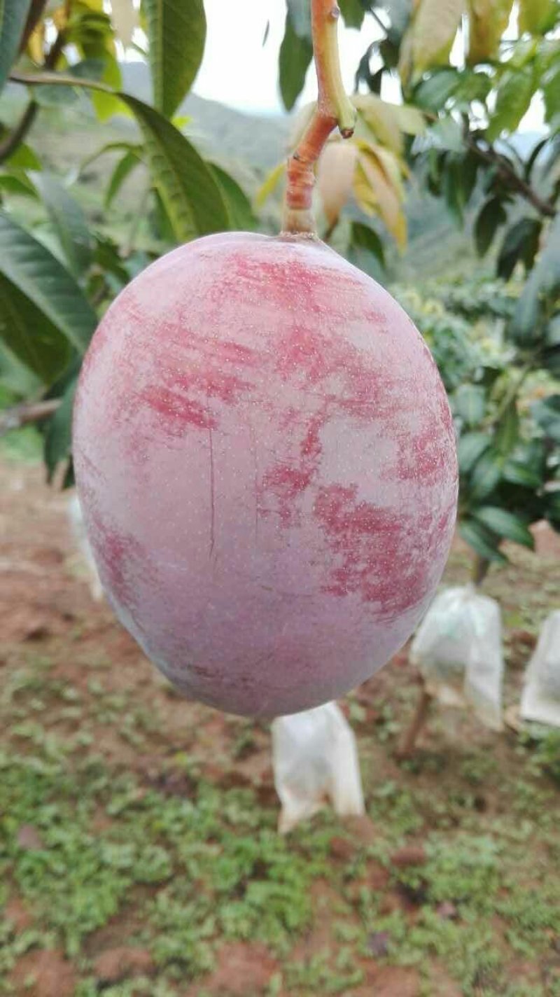 凯特