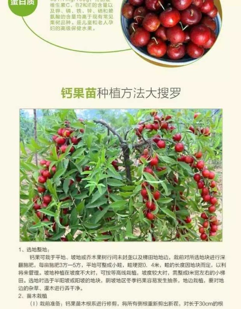 农大高钙钙果苗被誉为补钙高手适合庭院盆栽产量高耐寒性强