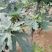 波姬红无花果树苗价格芭劳奈大青皮无花果树苗