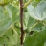 波姬红无花果树苗价格芭劳奈大青皮无花果树苗