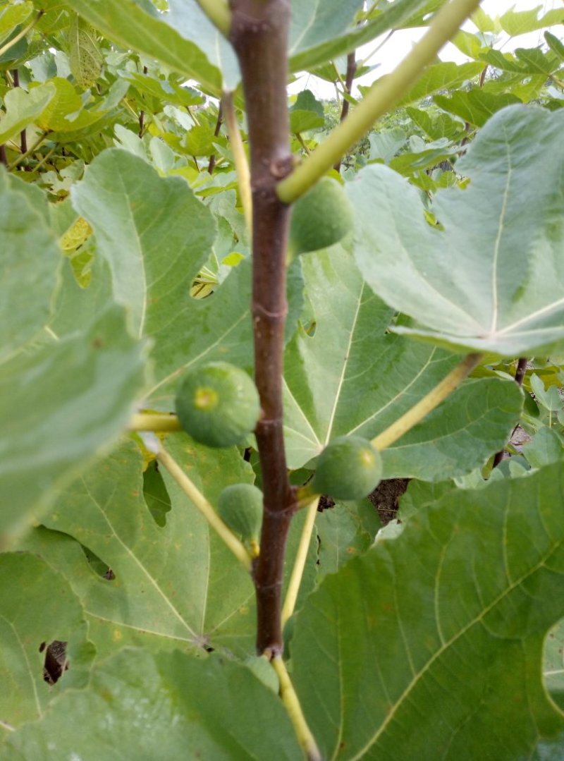 波姬红无花果树苗价格芭劳奈大青皮无花果树苗