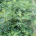 波姬红无花果树苗价格芭劳奈大青皮无花果树苗