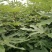 波姬红无花果树苗价格芭劳奈大青皮无花果树苗
