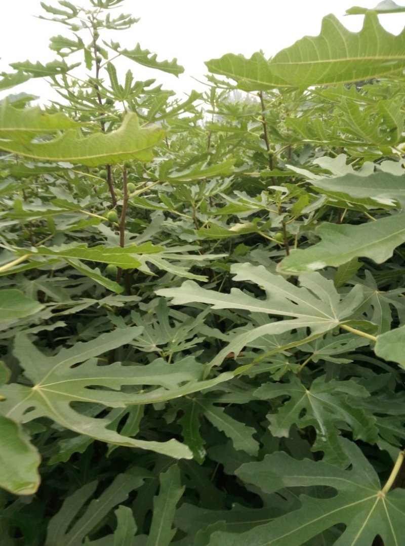 波姬红无花果树苗价格芭劳奈大青皮无花果树苗