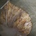 大量现货