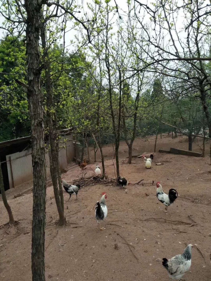 鹊山鸡苗珍禽苗包运费提供养殖技术指导
