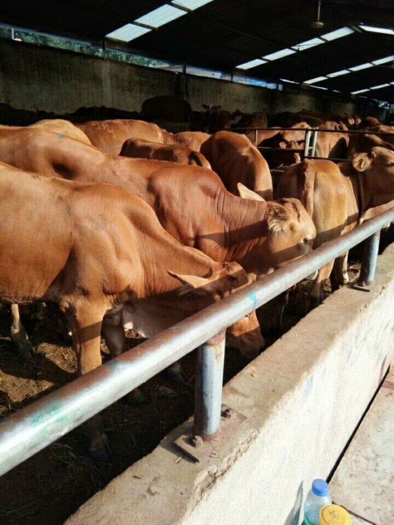 出售鲁西黄牛养殖基地
