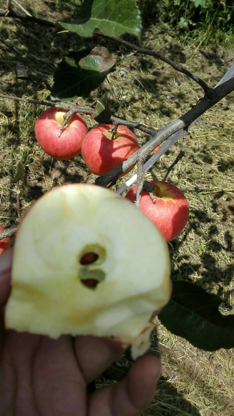 洛川苹果早熟品种嘎啦口感脆甜