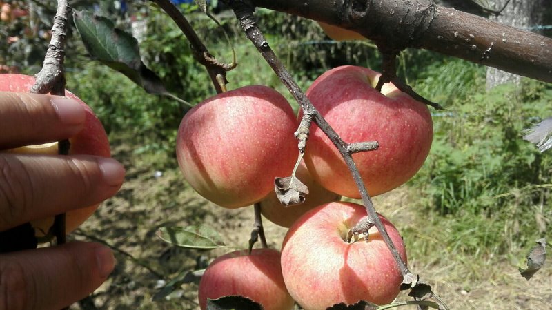 洛川苹果早熟品种嘎啦口感脆甜