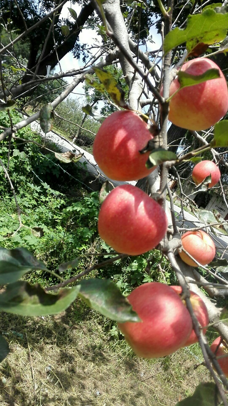 洛川苹果早熟品种嘎啦口感脆甜