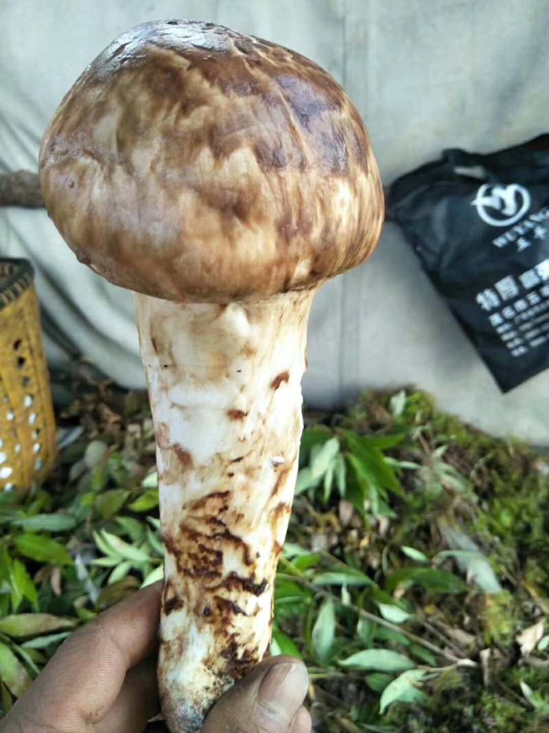 松茸