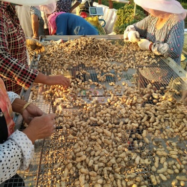 鲜花生小白沙