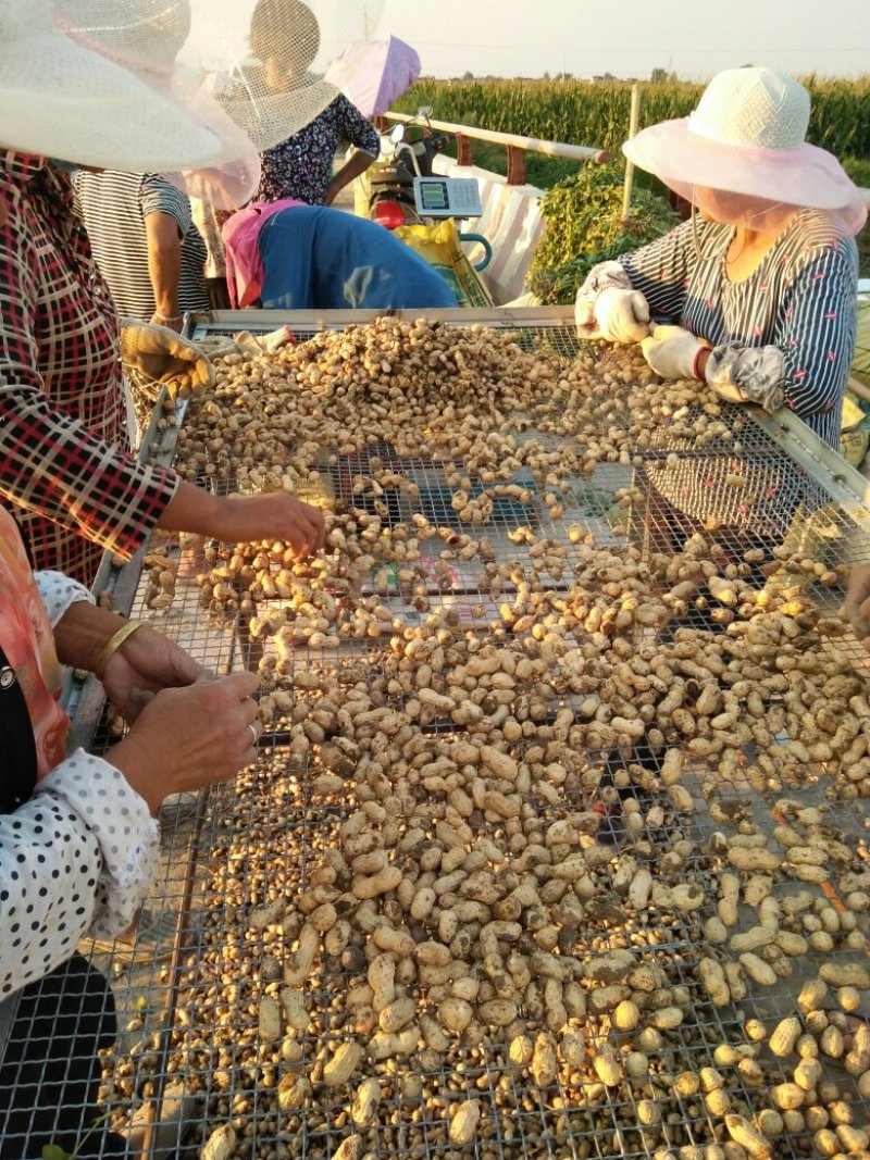 鲜花生小白沙