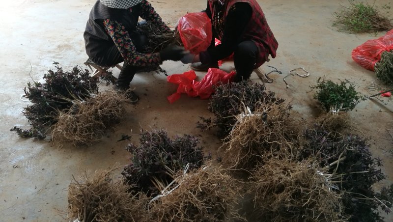 红色金银苗树形四季金银花苗当年开花快递包邮