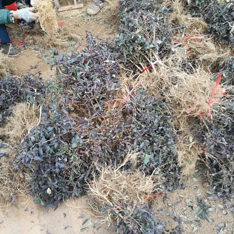 红色金银苗树形四季金银花苗当年开花快递包邮
