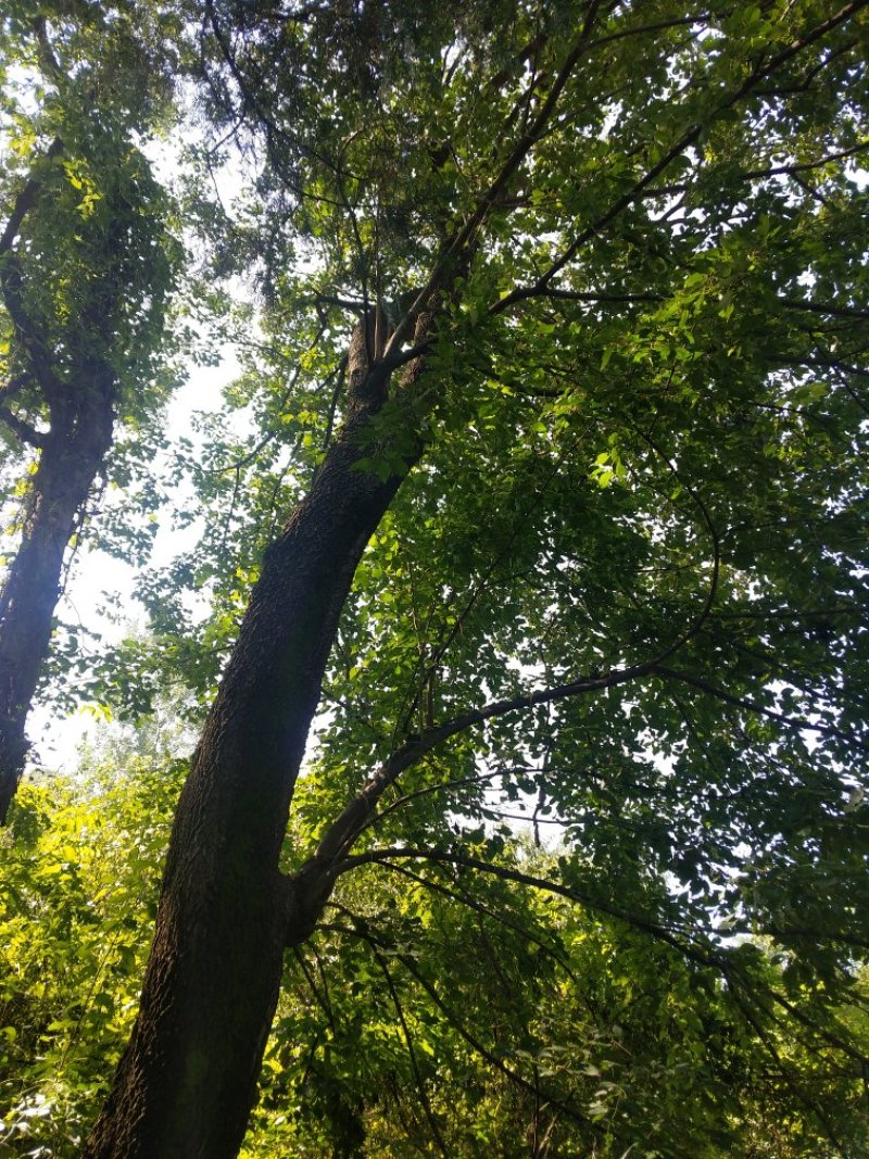 毛梾