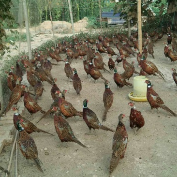 瑞翔珍禽养殖基地