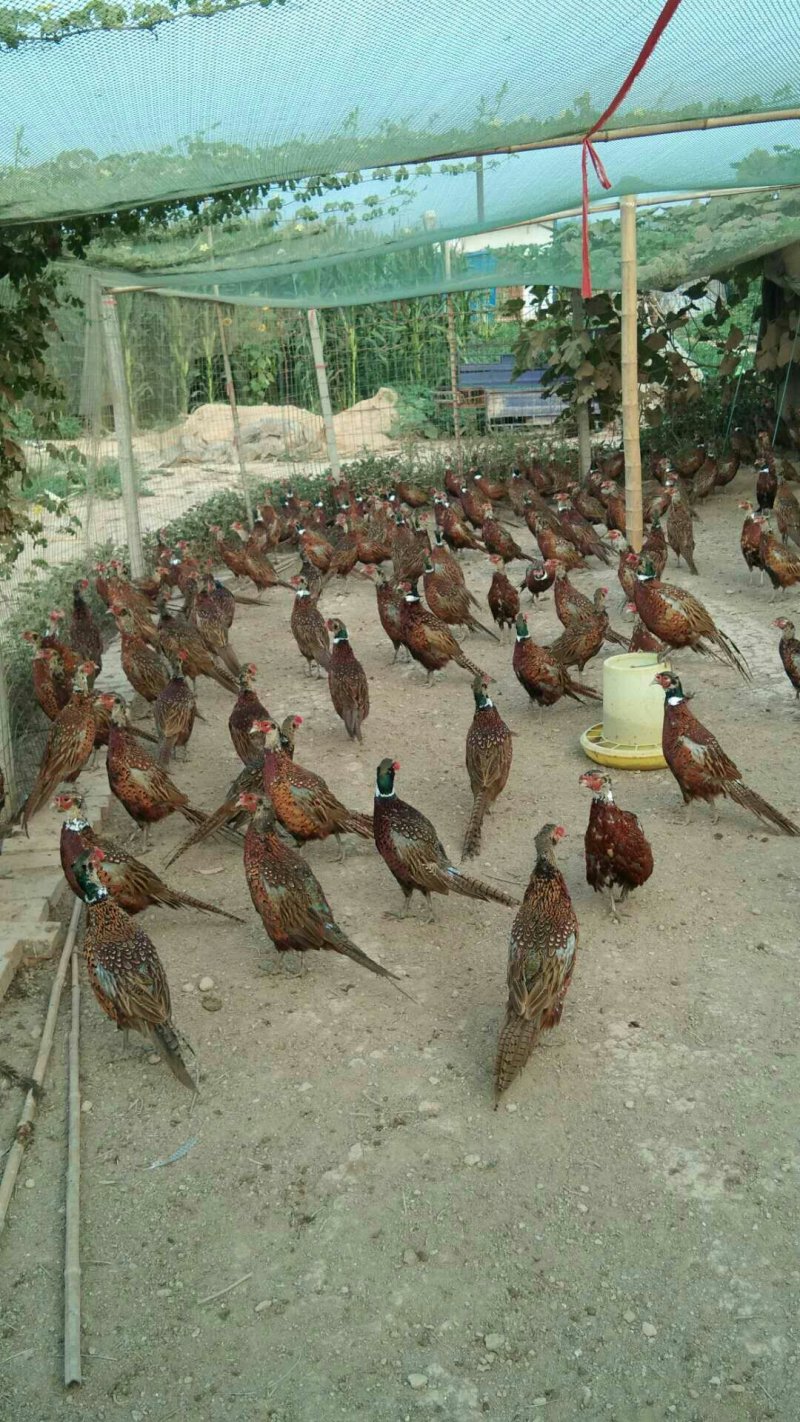 瑞翔珍禽养殖基地
