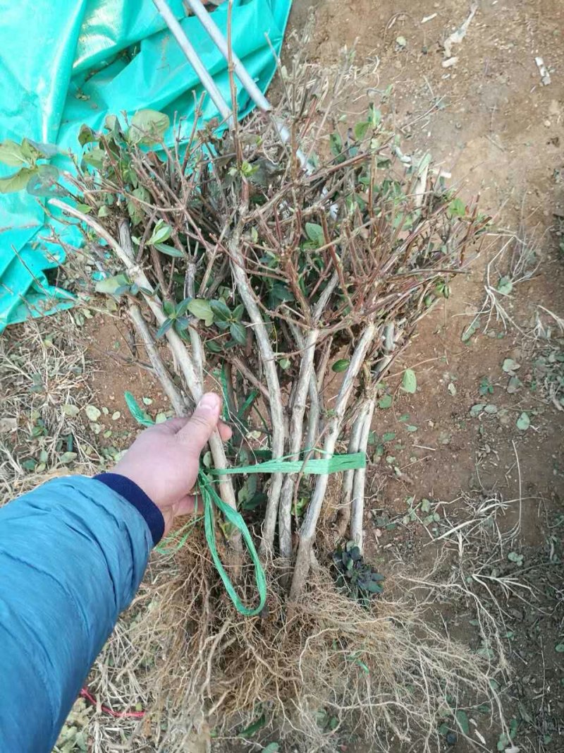 四季金银花苗移栽大苗，开花多，好成活直立树形