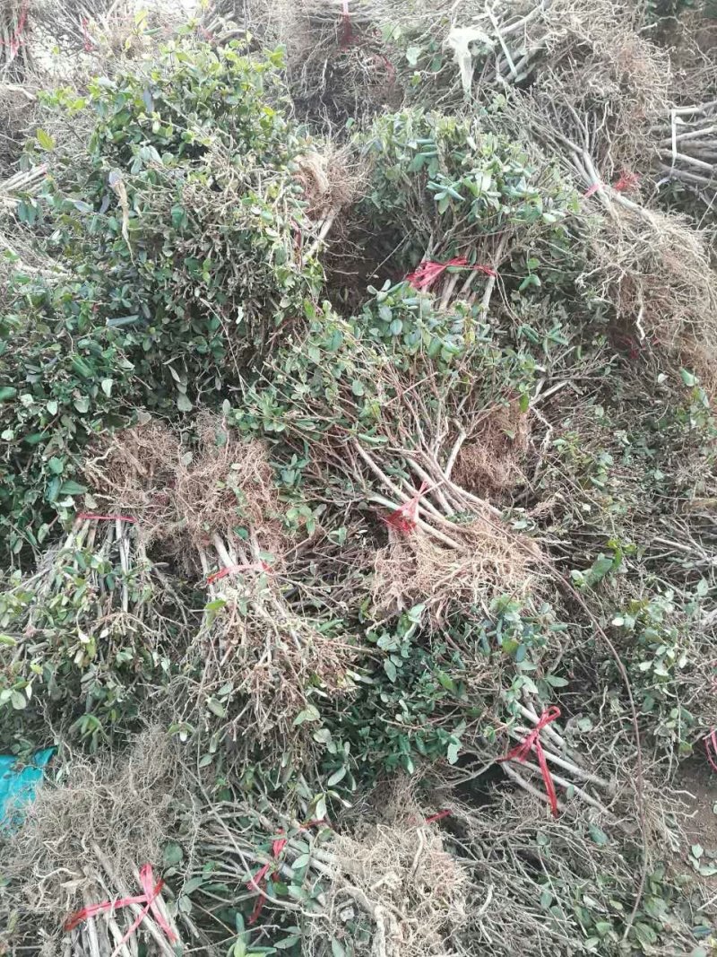 四季金银花苗移栽大苗，开花多，好成活直立树形
