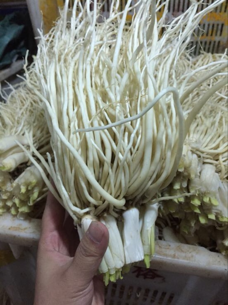 韭菜根（苤菜根）