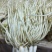 韭菜根（苤菜根）