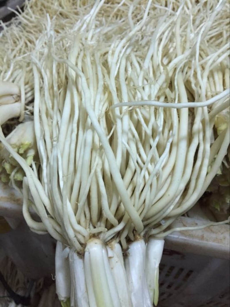韭菜根（苤菜根）