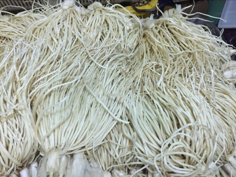 韭菜根（苤菜根）