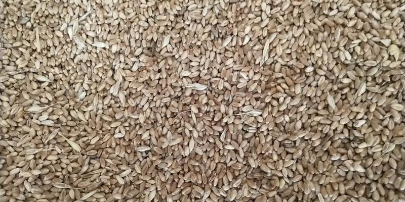 2022年新小麦麦子冬麦大量上市晒干烘干毛粮净粮