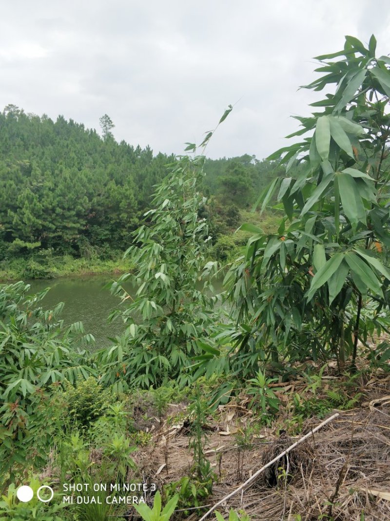 鲜脆笋清水笋淡笋片精选嫩笋片新鲜现切现发常年供应质量保证