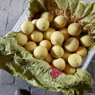 黄金黄桃