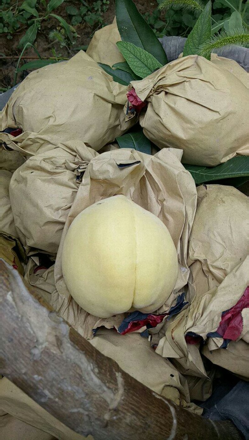 黄金黄桃