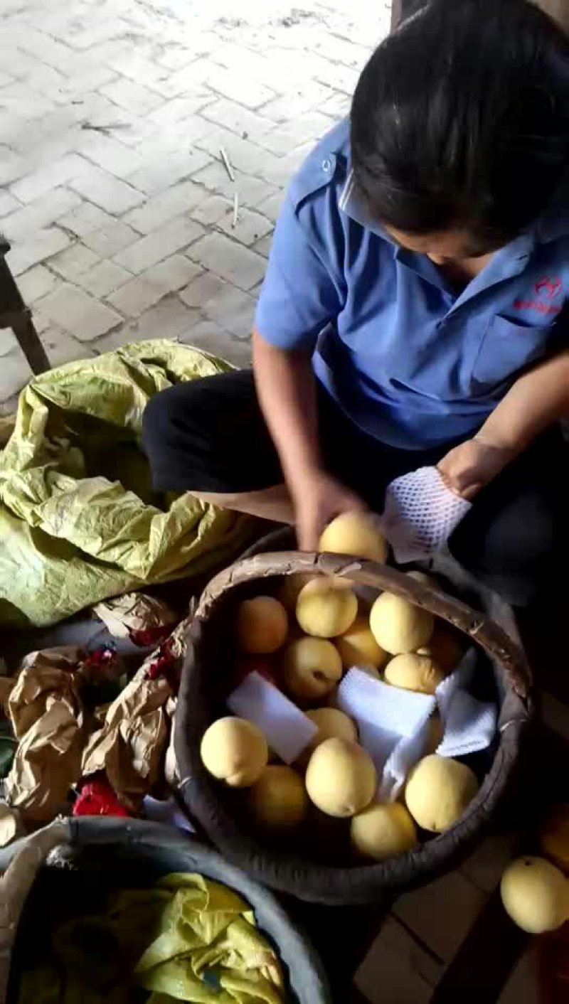 黄金黄桃