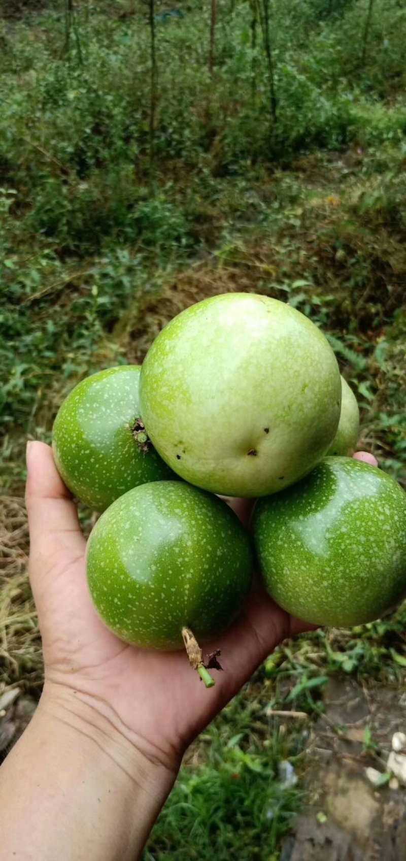 黄金百香果