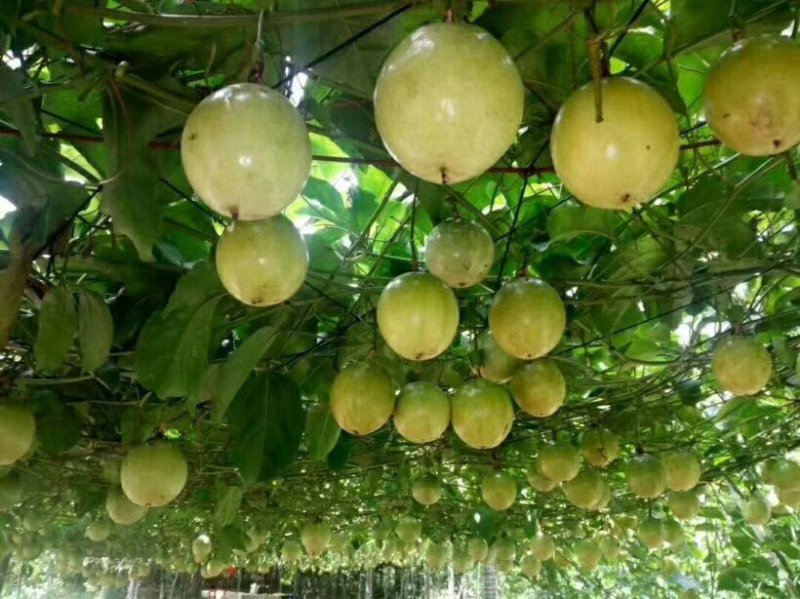 黄金百香果