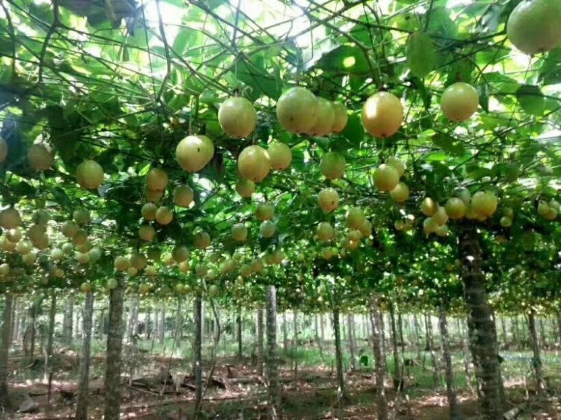 黄金百香果
