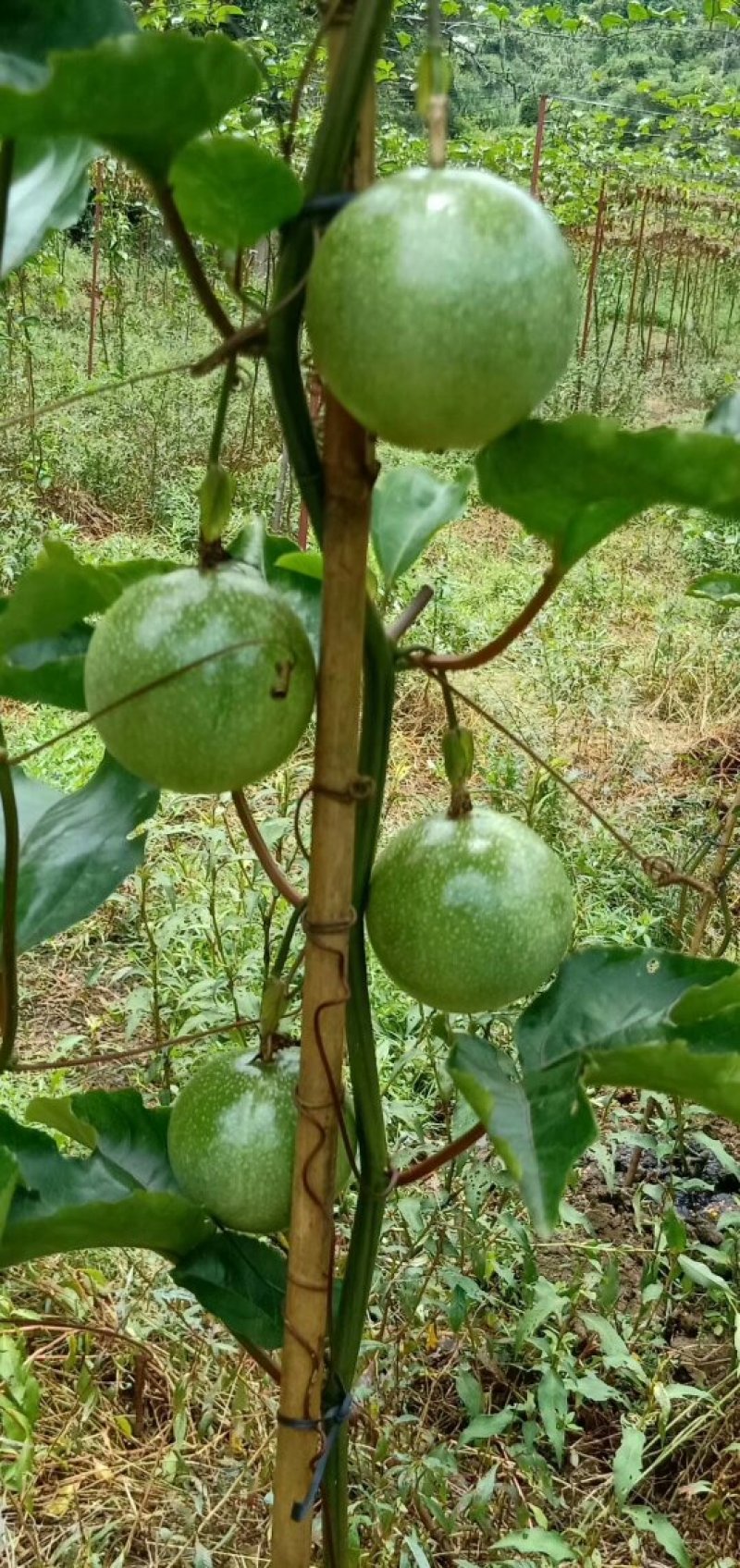 黄金百香果