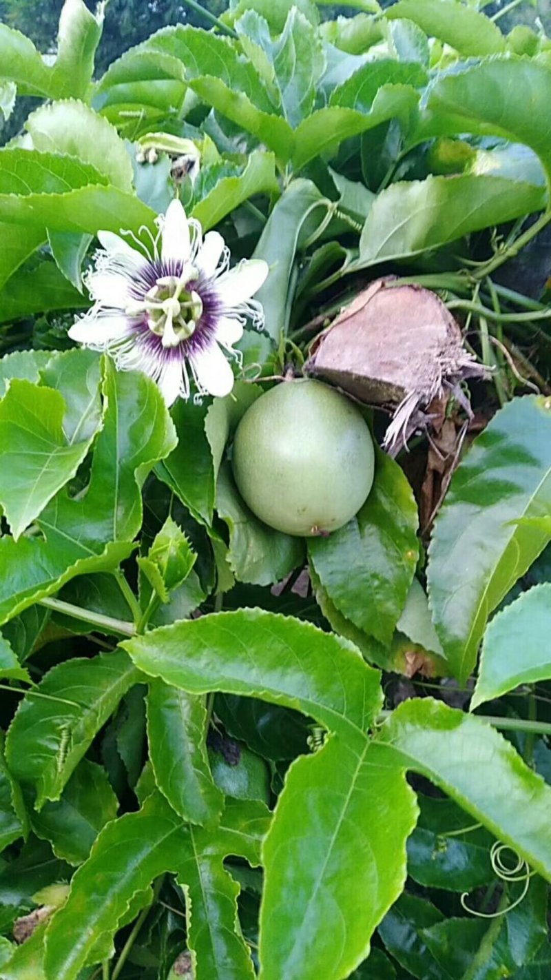 黄金百香果