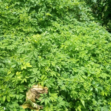 绞股蓝如有需要请联系我