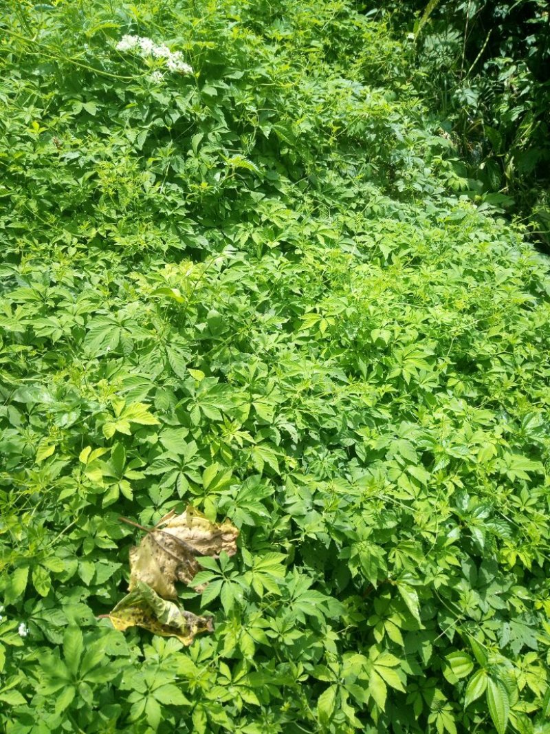 绞股蓝如有需要请联系我