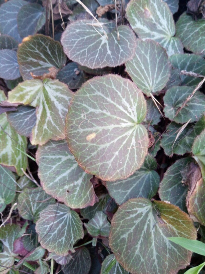 虎耳草