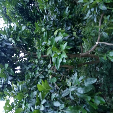 柚子树