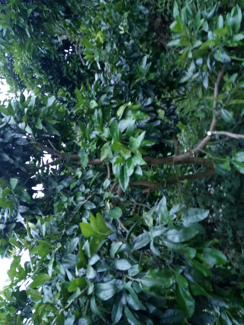 柚子树