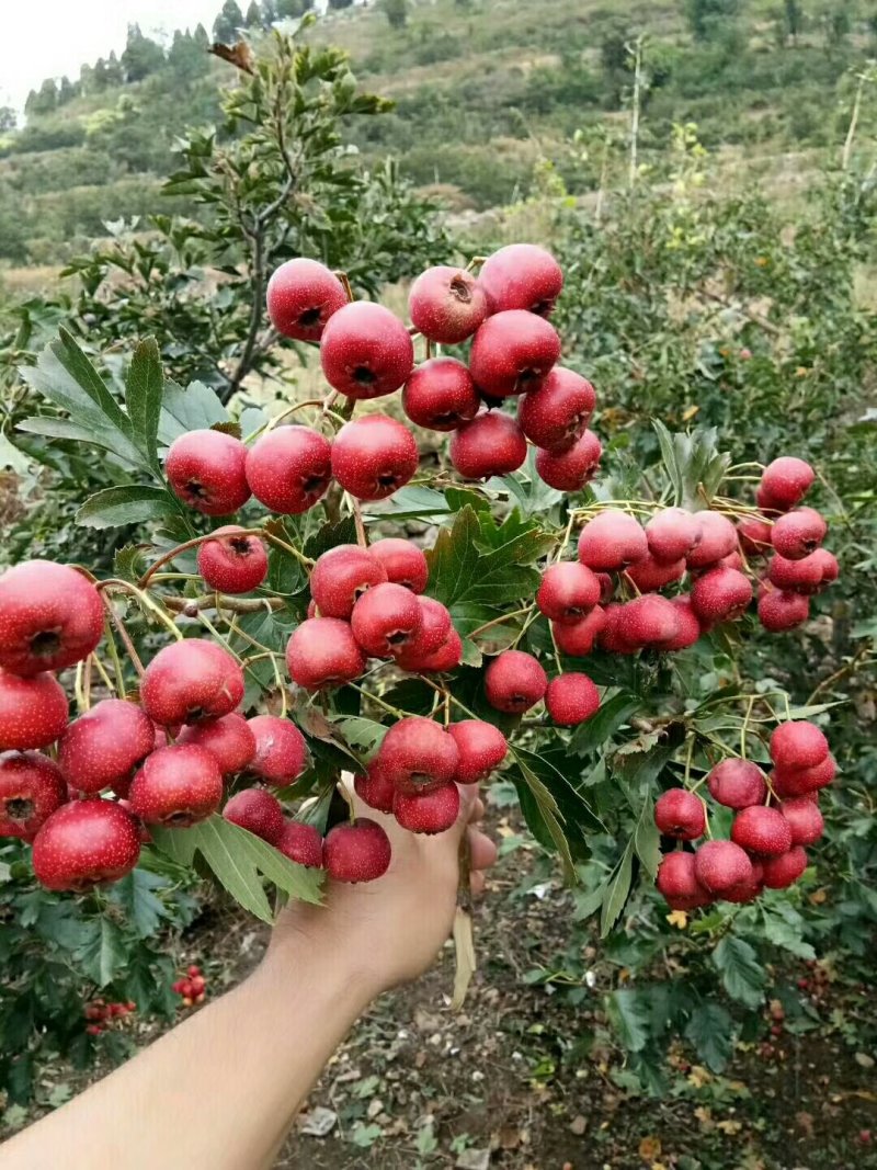 甜红子山楂甜山楂野生小山楂